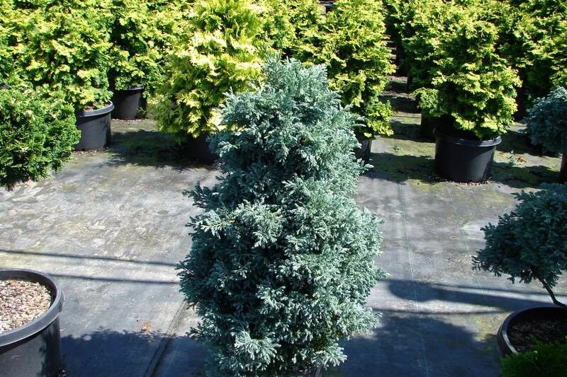 Кипарисовик булевард в ландшафтном дизайне фото Chamaecyparis pisifera Cyano viridis - The Site Gardener