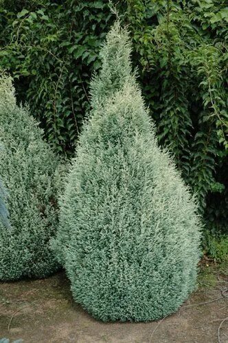 Кипарисовик булевард в ландшафтном дизайне фото Chamaecyparis lawsoniana 'Barry's Silver' plant lust