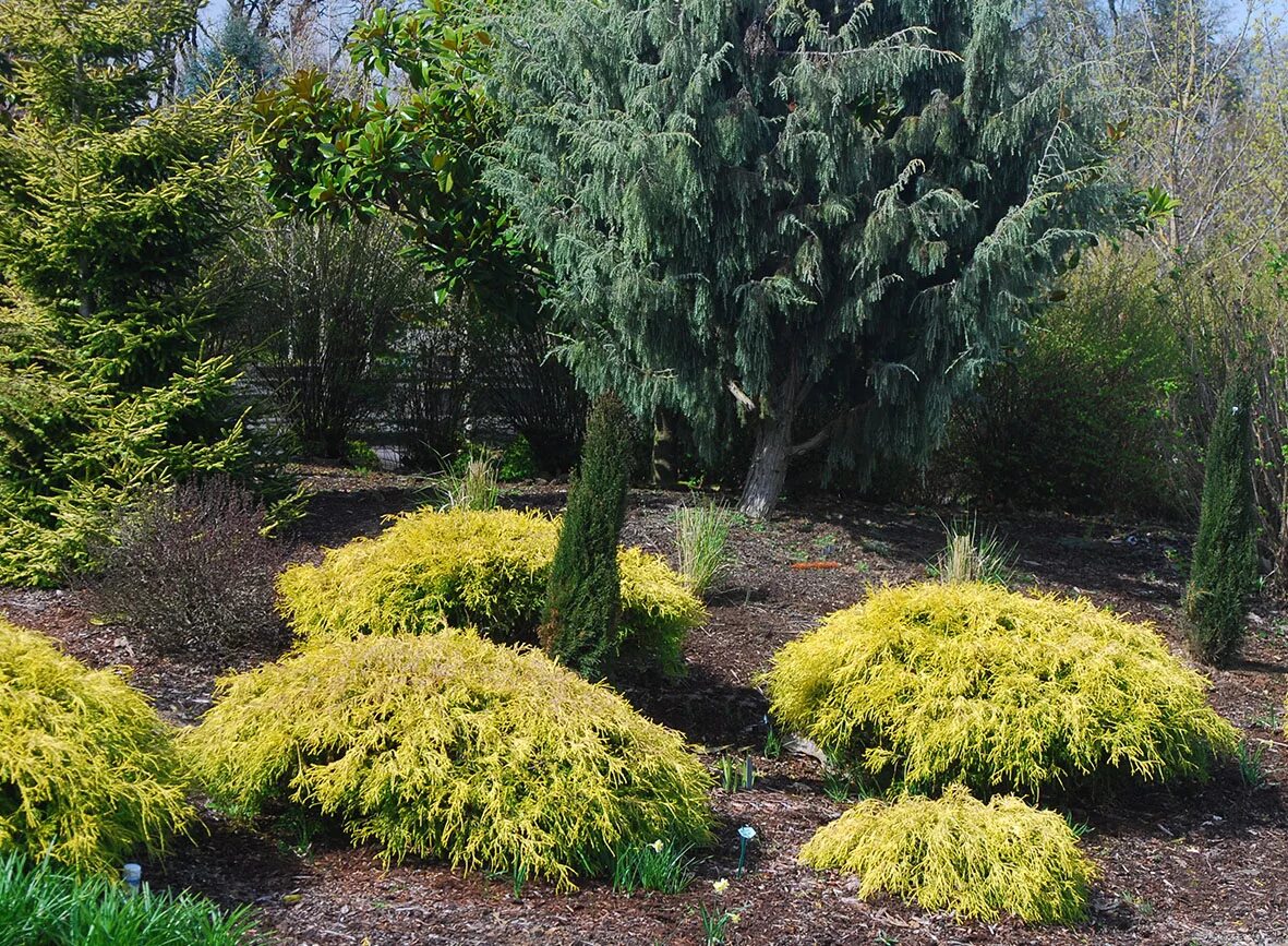 Кипарисовик горохоплодный в ландшафтном дизайне фото Chamaecyparis pisifera 'Lemon Thread' Landscape Plants Oregon State University
