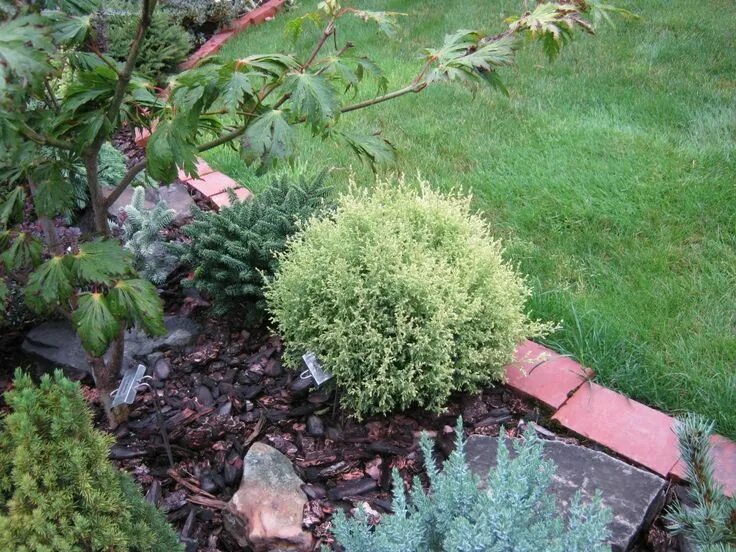 Кипарисовик горохоплодный в ландшафтном дизайне фото Chamaecyparis pisifera 'Cream Ball'. Plants, Conifers garden, Rock garden