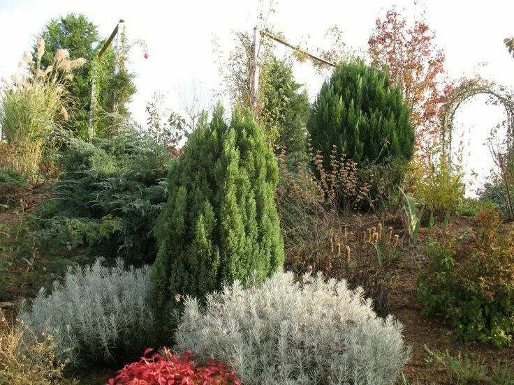 Кипарисовик лавсона в ландшафтном дизайне фото Chamaecyparis lawsoniana "Ellwoodii" Conifers, Plants, Garden