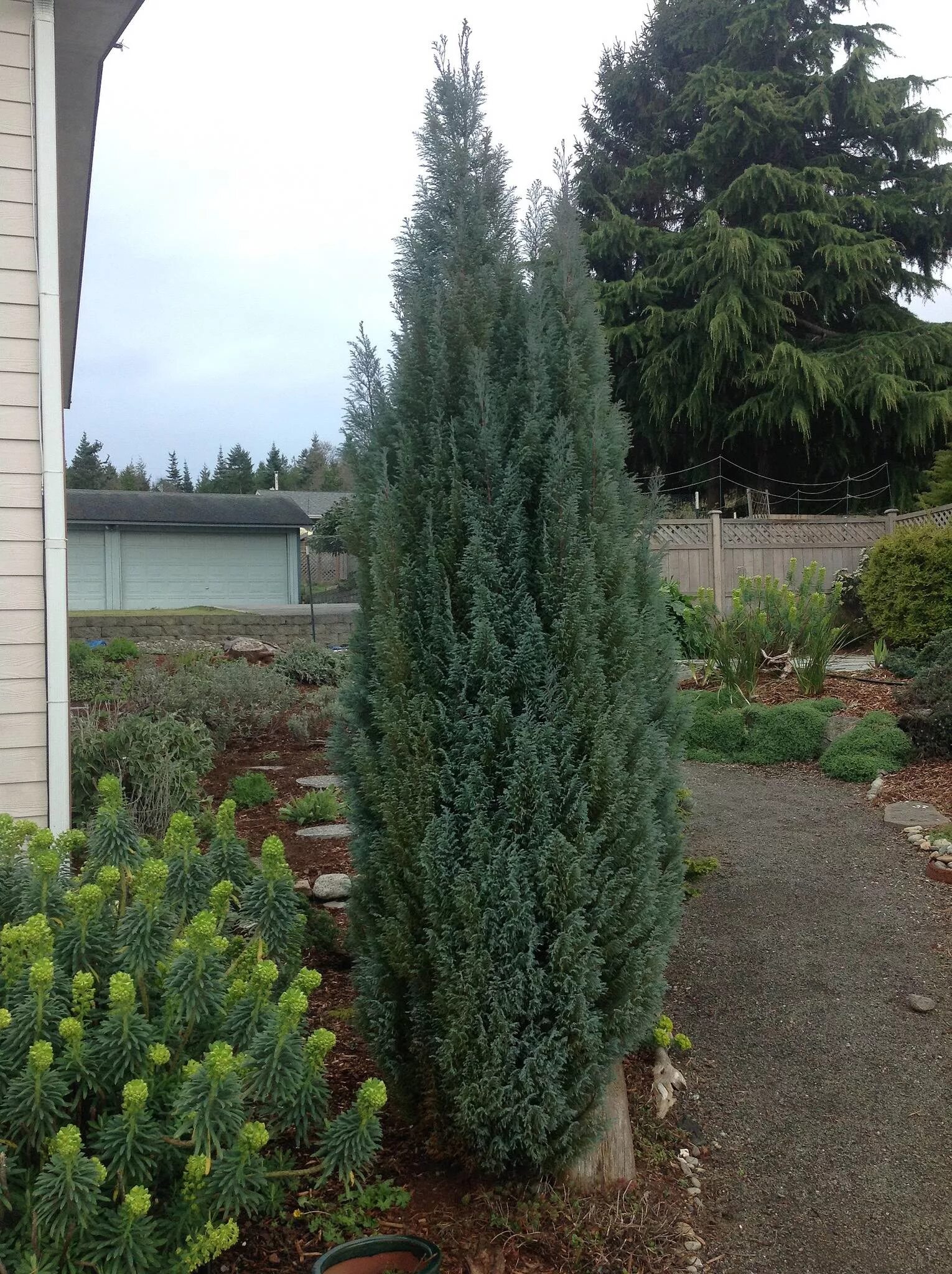 Кипарисовик лавсона в ландшафтном дизайне фото identification - What is this dense erect sculpture-like bluish conifer? - Garde