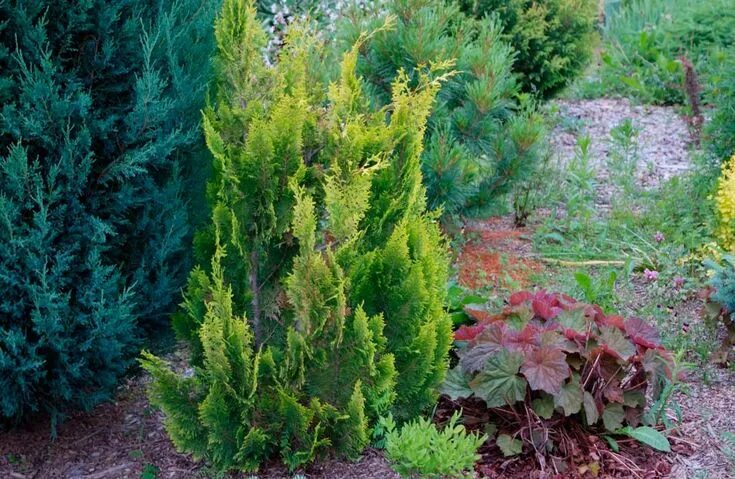Кипарисовик лавсона в ландшафтном дизайне фото Кипарисовик Лавсона Plants, Garden, Discus
