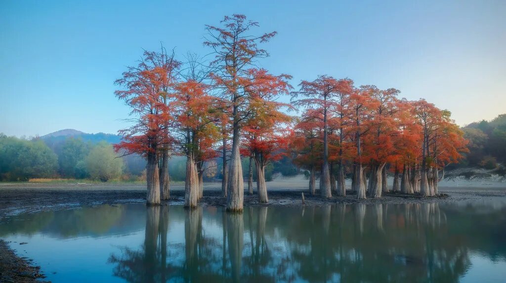 Кипарисовое озеро краснодарский край фото Morning of Swamp Cypresses 35photo.pro/plexanov Александр Плеханов Flickr