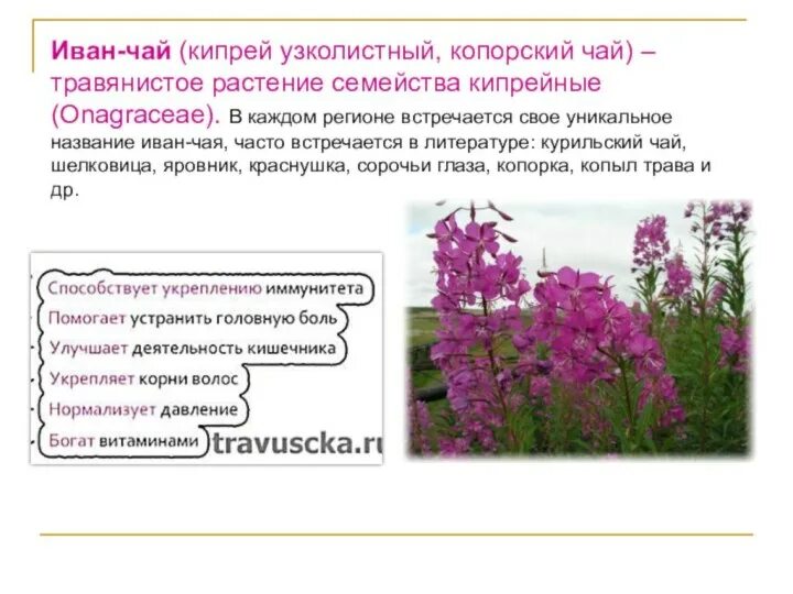 Кипрей трава для чего применяется фото Иван чай какой лучше eCookie.ru