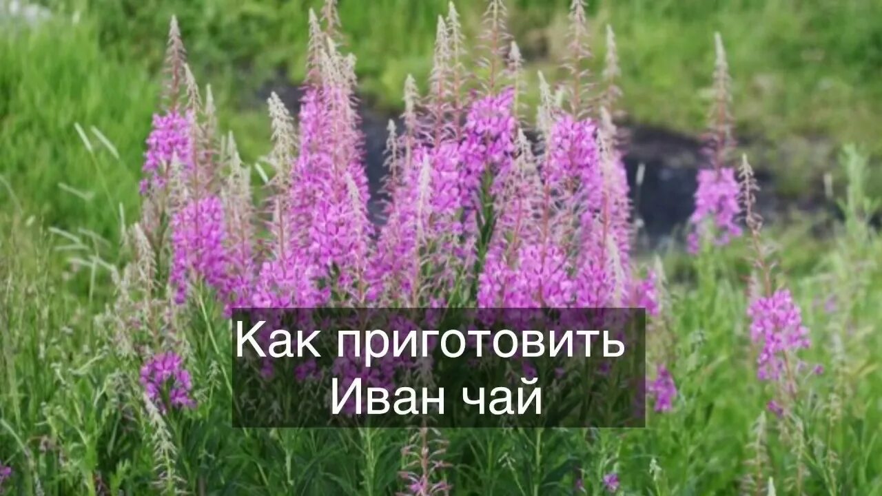 Кипрей трава для чего применяется фото Как приготовить Иван чай дома - YouTube