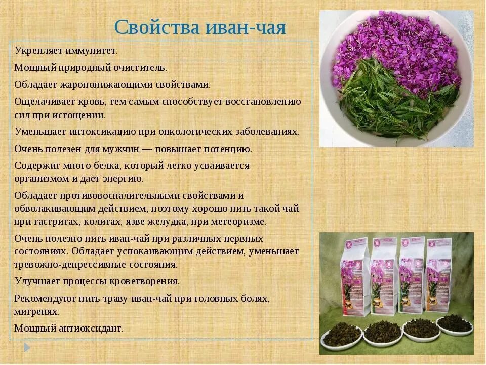 Кипрей трава для чего применяется фото Иван чай - полезные свойства и противопоказания, фото, ферментация