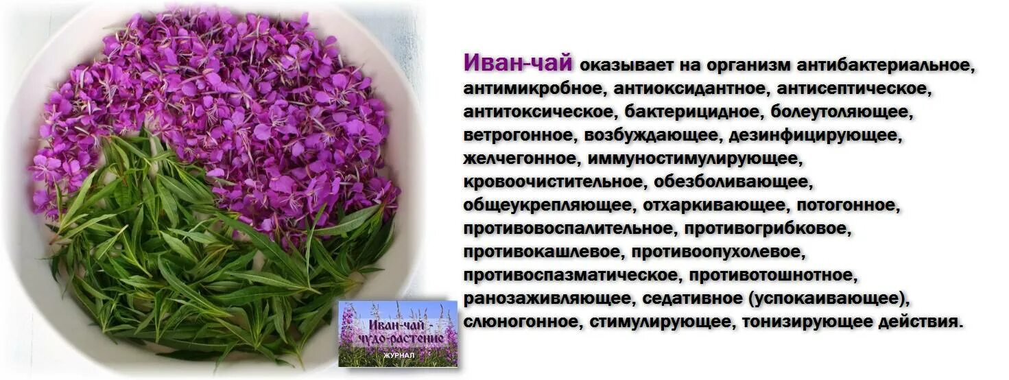 Кипрей трава для чего применяется фото Иван чай (кипрей) - полезные свойства для женщин