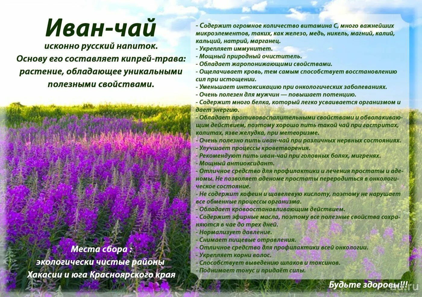 Кипрей трава для чего применяется фото Иван чай - это из древне русский напиток предков с невероятными особенностями - 