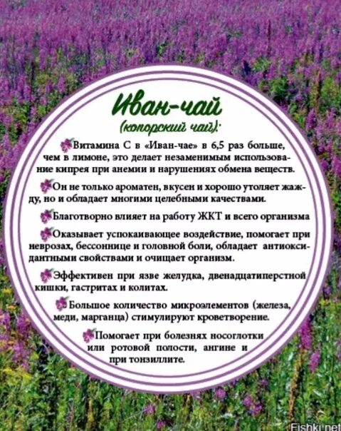 Кипрей трава для чего применяется фото Продается иван-чай (кипрей). И много разных лечебных трав. 83919874888 2020 Бара