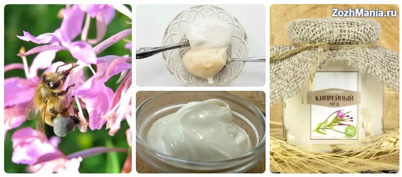 Кипрейный мед описание фото Кипрейный мед вкус цвет запах. Редкий и загадочный белый кипрейный мёд. Полезные