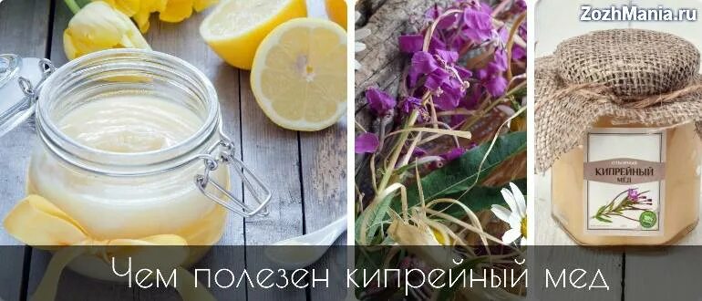 Кипрейный мед описание фото отзывы Кипрейный мед: полезные свойства и противопоказания, фото