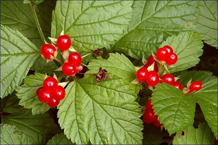 Костяника фото ягоды где растет Rubus saxatilis Blumen