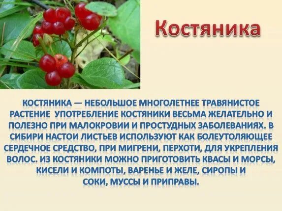 Костяника ягода фото и описание где Презентация "Лесные ягоды Болотнинского района"