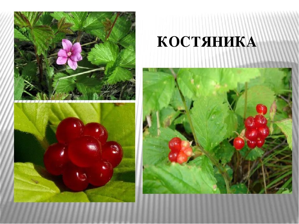Костяника ягода фото и описание где Костяника описание фото - DelaDom.ru