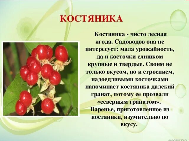 Костяника ягода фото и описание где Презентация "Чудес полна могучая природа"