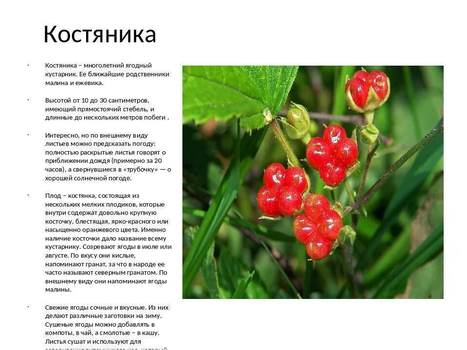 Костяника ягода фото и описание где Костяника описание фото - DelaDom.ru
