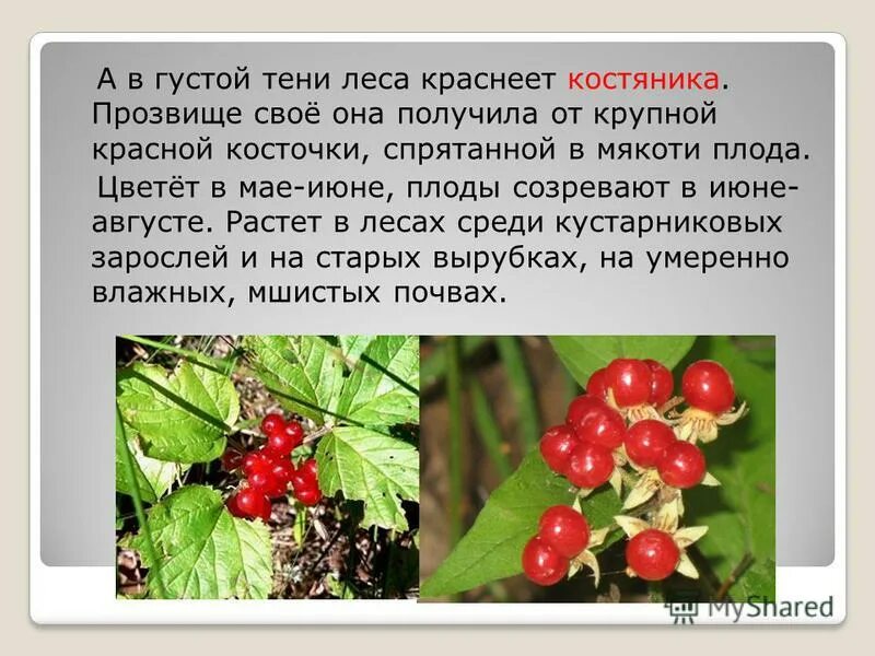 Костяника ягода фото и описание где Костяника съедобная или нет CoffMachines.ru