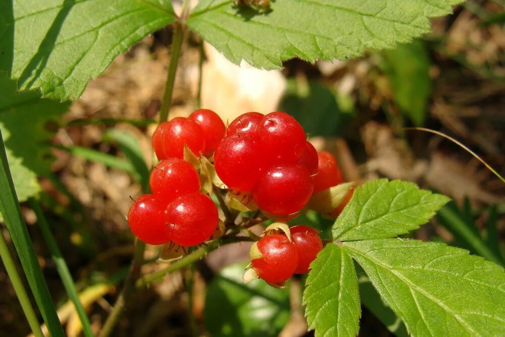 Костяника ягода фото и описание где Rubus saxatilis - Image of an specimen - Plantarium