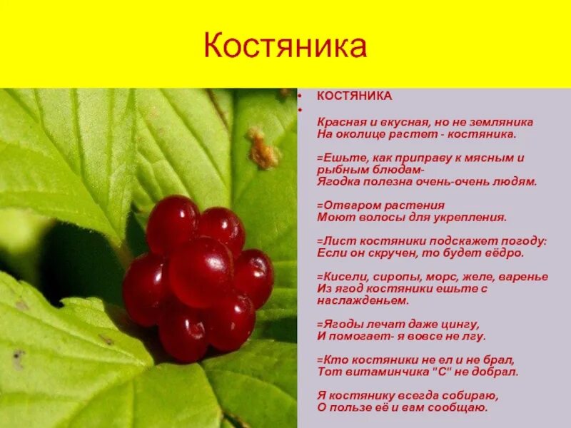 Костяника ягода фото и описание полезные Костяника семейство - CoffeePapa.ru