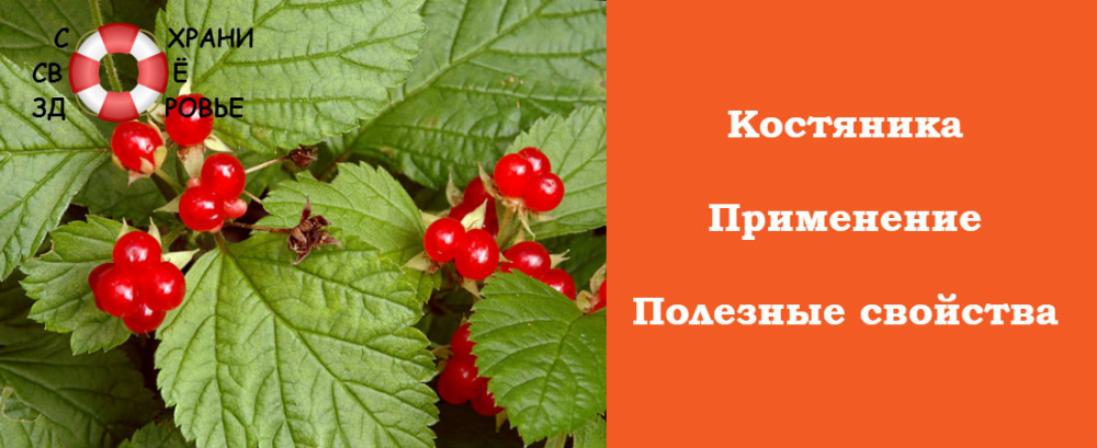 Костяника ягода фото и описание полезные Костяника - полезные свойства и противопоказания ягод и листьев Перец, Ягоды, Ли