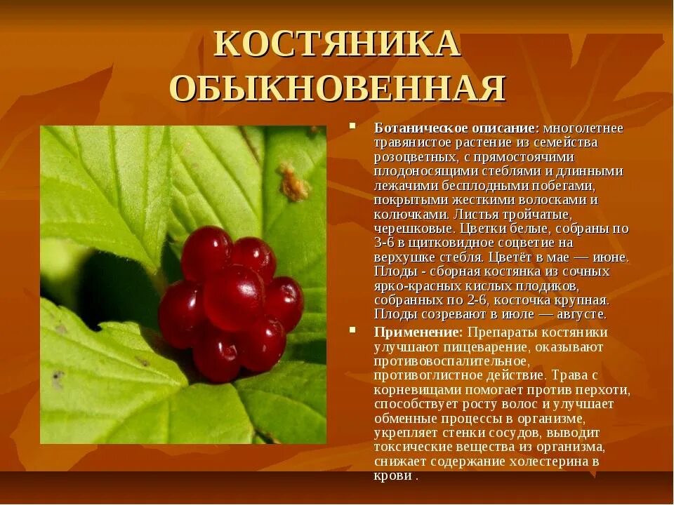 Костяника ягода фото и описание полезные Костяника фото - DelaDom.ru