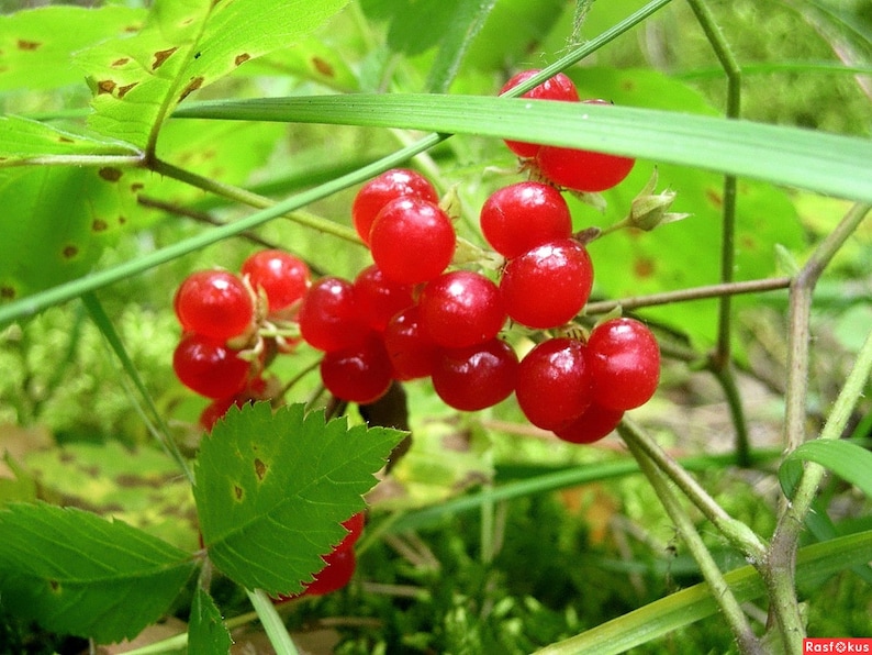 Костяника ягода фото лесная Organic dried russian wild forest Stone Bramble berries Etsy
