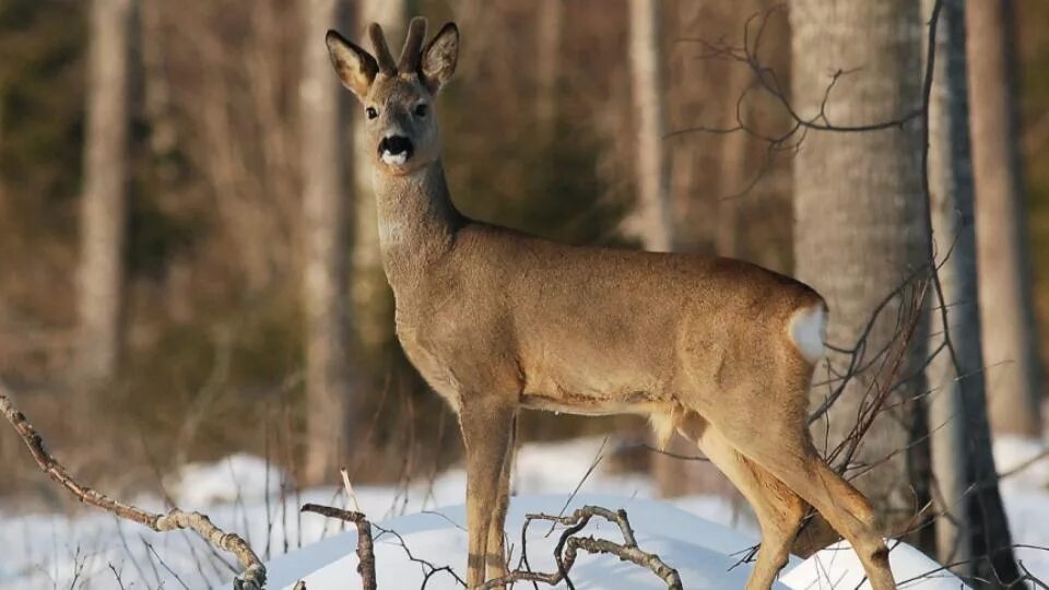 Косули в свердловской области фото У семьи охотников отобрали машину за вооруженное преследование косули