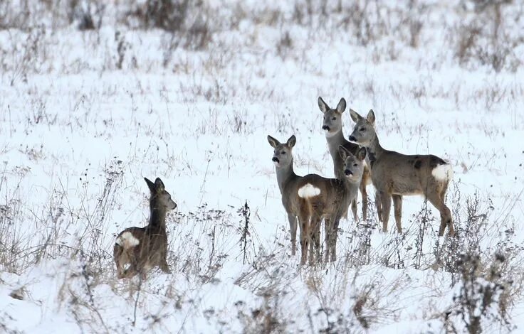 Косули в свердловской области фото The week in wildlife - in pictures Wildlife, Wildlife photography, Deer