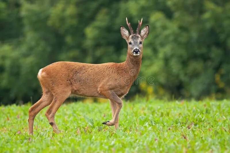 Косуля фото животного 6,881 Roebuck стоковые фото - бесплатные и стоковые фото RF от Dreamstime - Стра