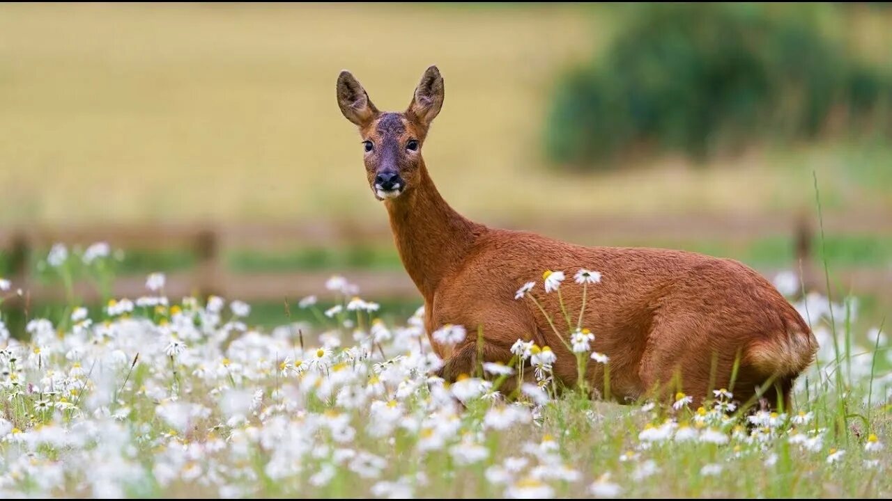 Косуля фото животного Европейская косуля, козуля, дикая коза или просто косуля - парнокопытное животно