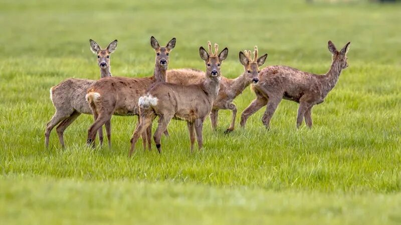 Косуля фото животного 1,585 Reebok стоковые фото - бесплатные и стоковые фото RF от Dreamstime - Стран
