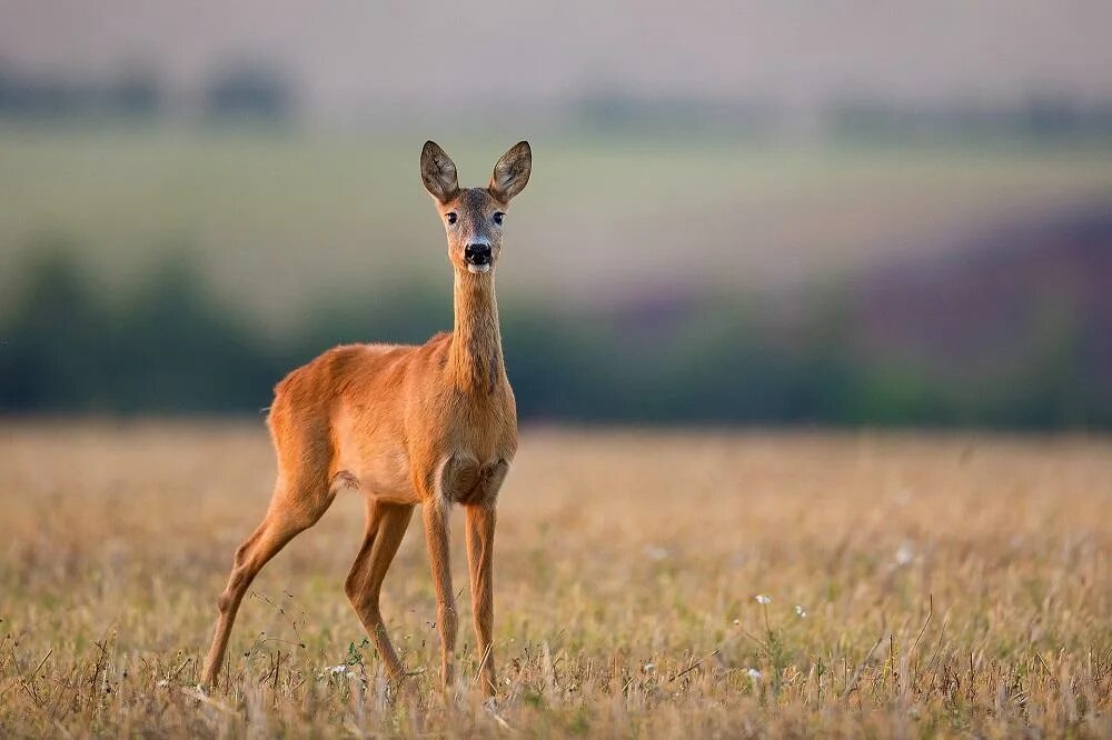 Косуля фото животного в хорошем качестве Открывается сезон охоты взрослых самцов косули