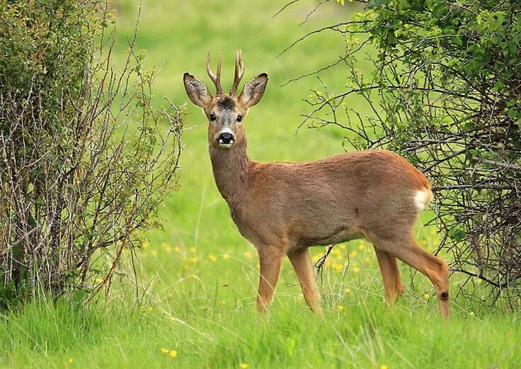 Косуля приморский край фото 42 Roe buck Deut.14.5 the deer, the gazelle, the roebuck, the wild goat, the ant