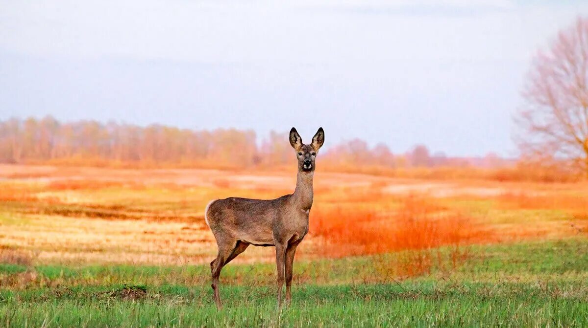 Косуля в крыму фото Фотомир Сергея Козака