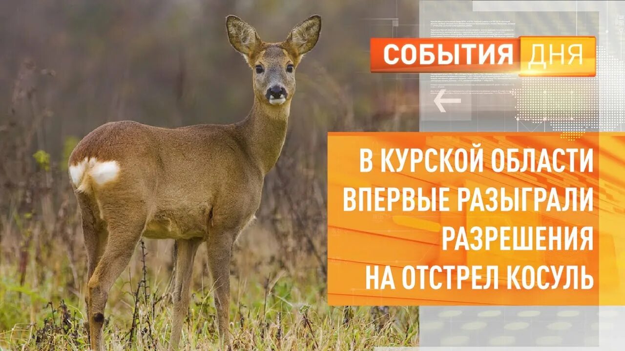 Косуля в нижегородской области фото В Курской области впервые разыграли разрешения на отстрел косуль - YouTube