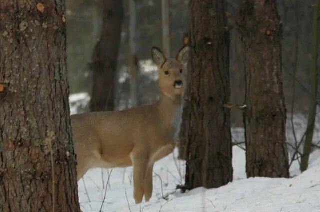 Косуля в нижегородской области фото В Нижегородской области осудили браконьеров за охоту на косулю АиФ Нижний Новгор