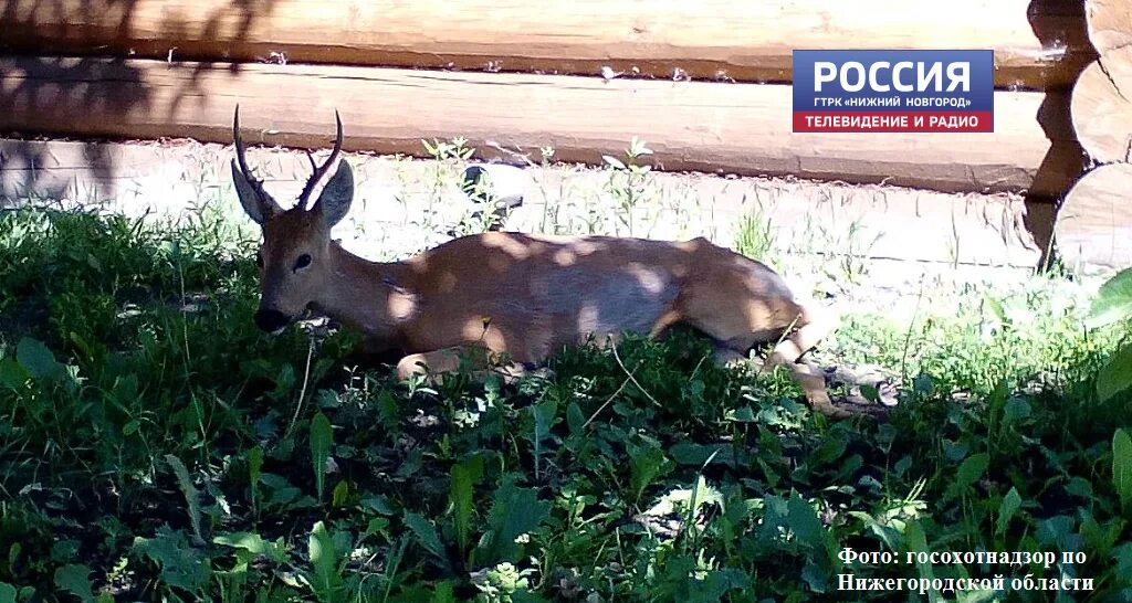 Косуля в нижегородской области фото Сотрудники госохотнадзора спасли дикую косулю в Починках
