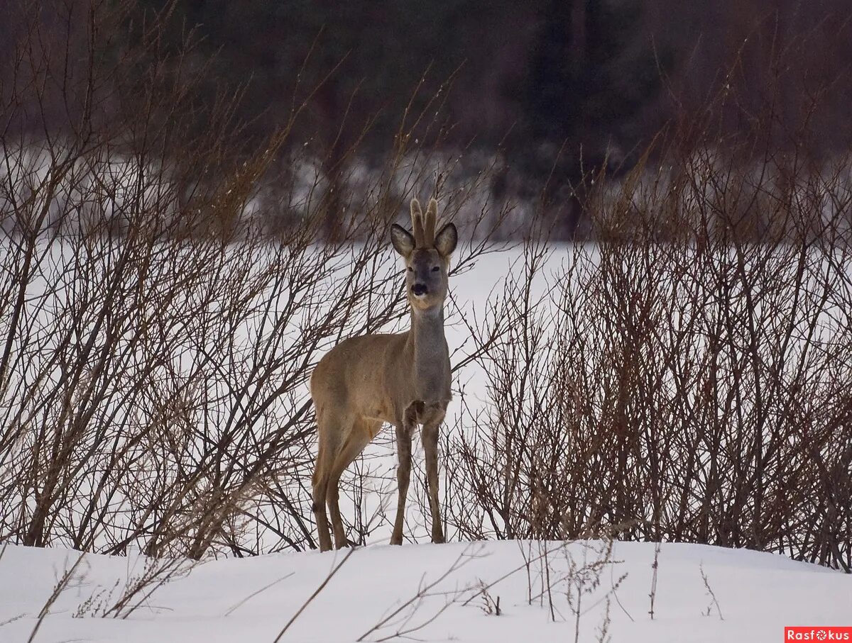 Косуля в нижегородской области фото Фото: Косуля. Фотограф-анималист Александр Абрамов. Фото животных. Фотосайт Расф