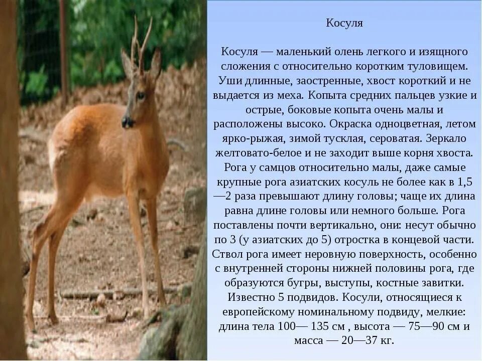 Косуля в тверской области фото и описание Косуля фото и описание: найдено 86 изображений