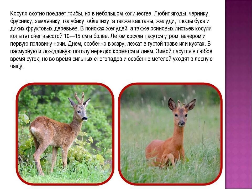 Косуля в тверской области фото и описание Косуля фото и описание: найдено 86 изображений