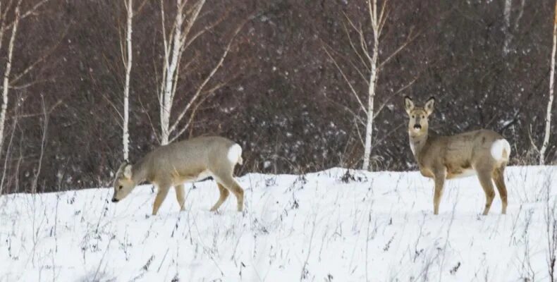 Косуля в тверской области фото и описание Камышловские известия". Косули идут к людям