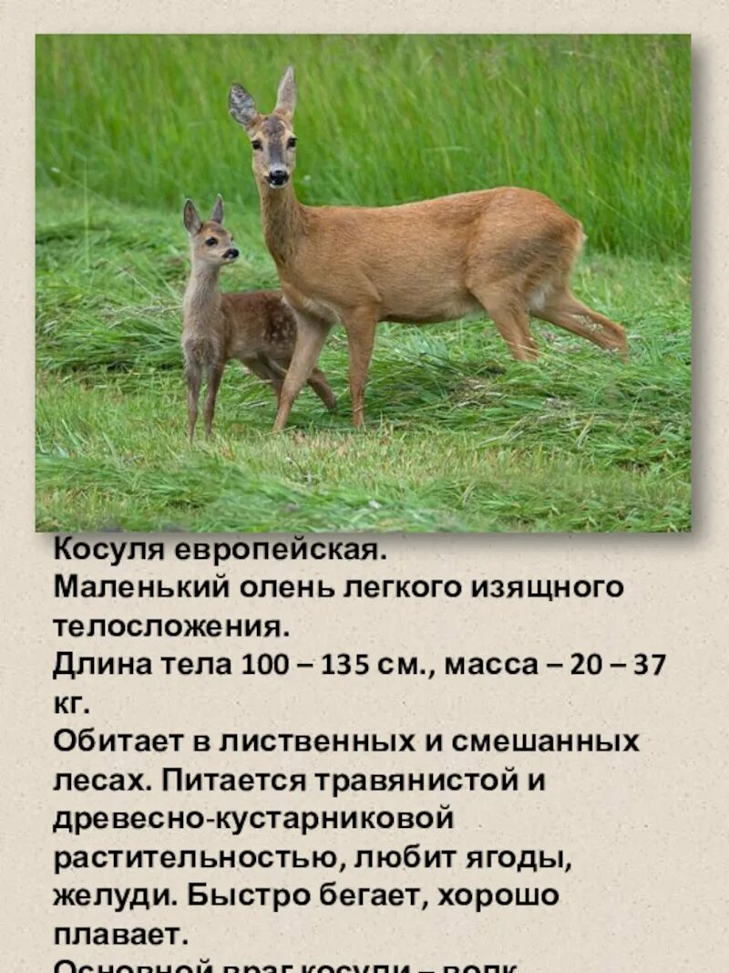 Косуля в тверской области фото и описание Косуля саратовской области фото - ViktoriaFoto.ru