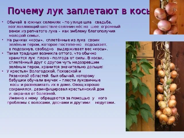 Косы лука фото Интегрированный урок (биология+технология) "Лук. За и против.