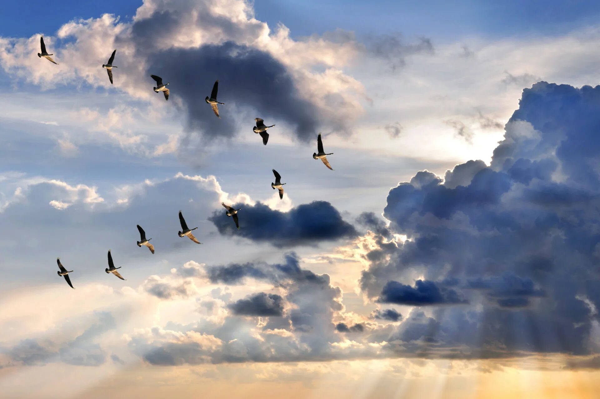 Косяк гусей в небе фото Surprisingly useful lessons we can learn from flocks of birds