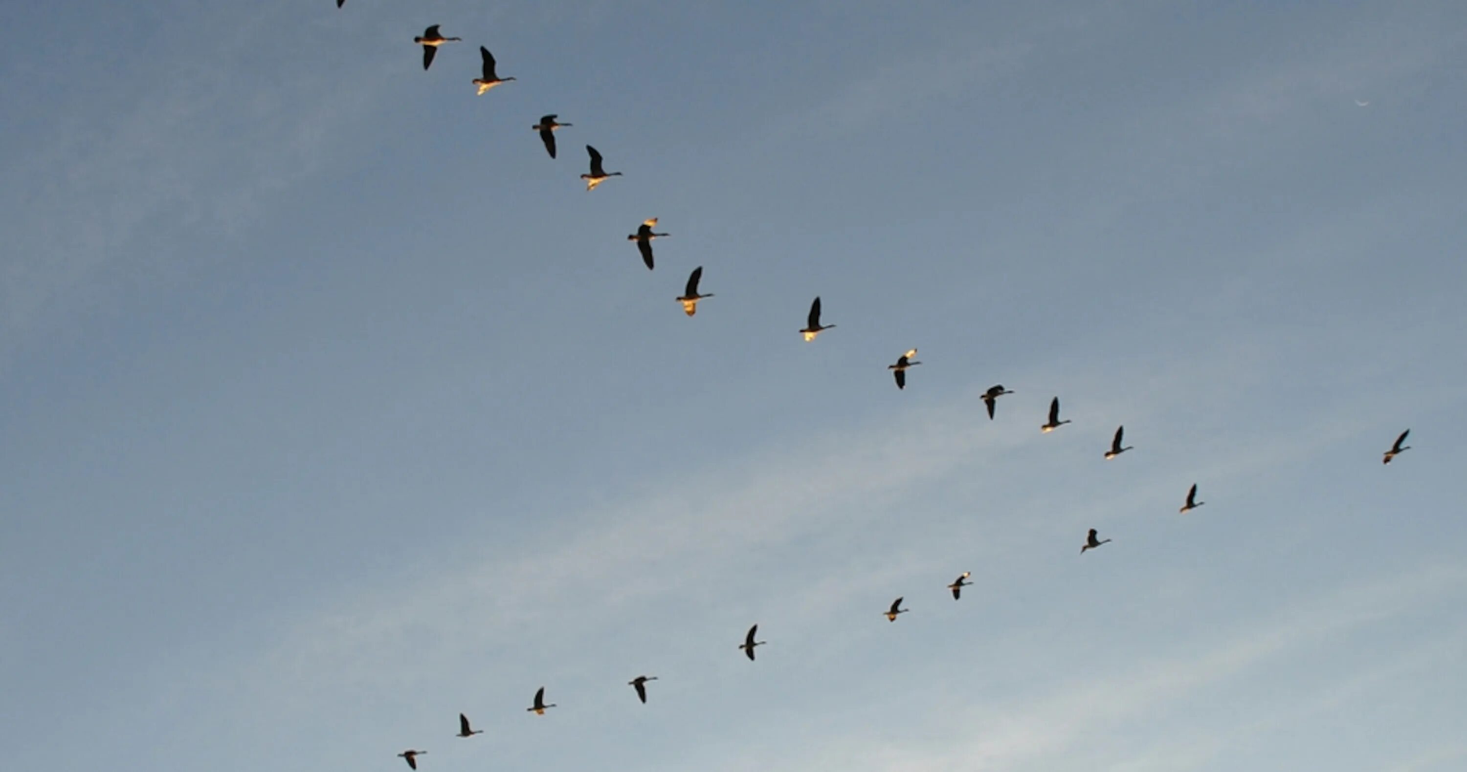 Косяк гусей в небе фото Birds That Fly in a V Formation Use An Amazing Trick