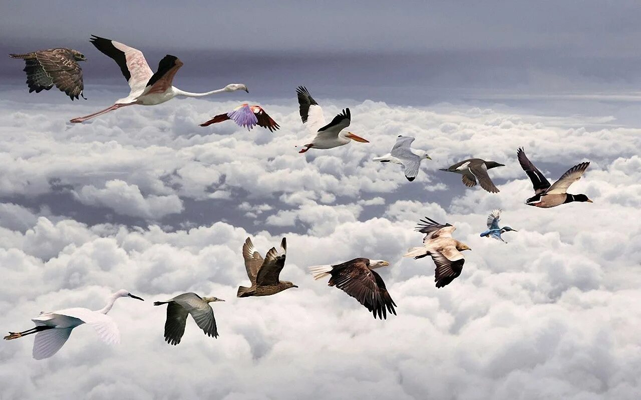 Косяк гусей в небе фото Wallpaper : sea, nature, snow, winter, Flight, gull, flock, seabird, wing, verte
