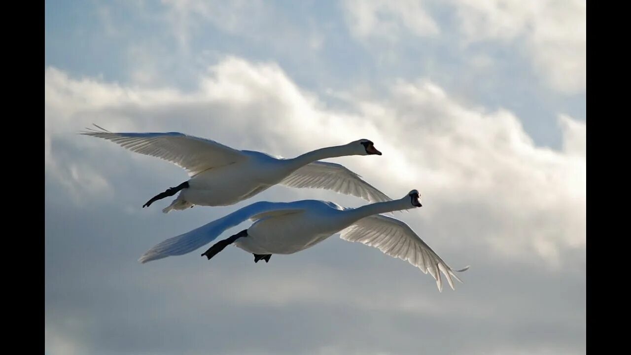 Косяк лебедей в небе фото Video for the song "Geese swans"Клип на песню "Гуси лебеди" Воспоминания! Brings