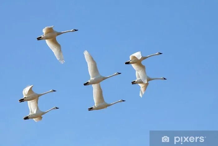 Косяк лебедей в небе фото Sticker Tundra Swans in Flight - PIXERS.US