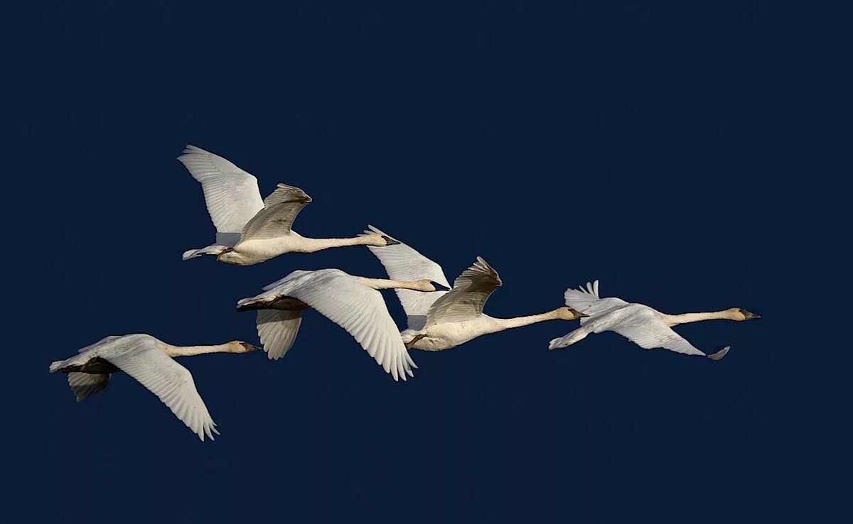 Косяк лебедей в небе фото Swans flying Swan photography, Trumpeter swan, Swans art
